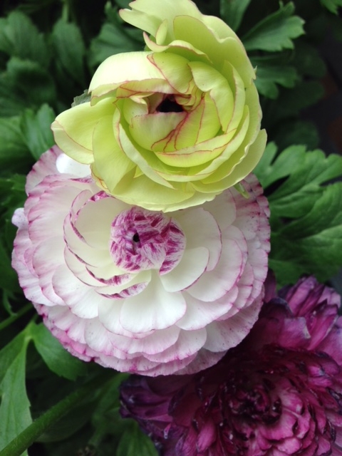 Early Spring Ranunculus The Petaled Ones - Are Ranunculus My Perfect Early Spring Flower ...