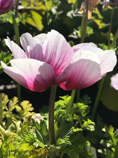Early Spring Ranunculus The Petaled Ones - Are Ranunculus My Perfect Early Spring Flower ...